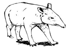 Tapir.jpg